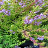 Calluna Vulgaris Boskoop