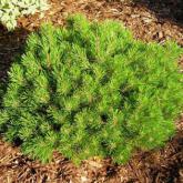 Pinus Mugo Mops Pinus Mugo Mops