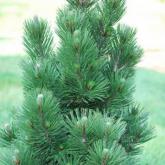 Pinus Leucodermis Satellit Pinus Leucodermis Satellit