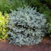 Pices Pungens Glauca Globosa Pices Pungens Glauca Globosa