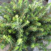 Picea Omorika Karel Picea Omorika Karel
