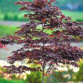 Palmatum Bloodgood