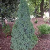 Pices Glauca Sanders Blue Pices Glauca Sanders Blue