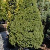 Picea Glauca Conica Picea Glauca Conica