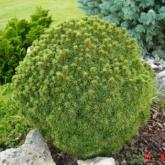 Picea Glauca Alberta Globe Picea Glauca Alberta Globe