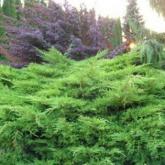 Juniperus X Media Pfitzeriana Juniperus X Media Pfitzeriana