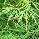 Palmatum Dissectum