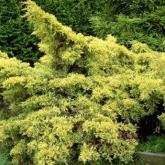 Juniperus X Media Gold Sovereign Juniperus X Media Gold Sovereign