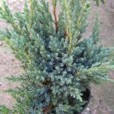 Juniperus Squamat Meyerii Juniperus Squamat Meyerii