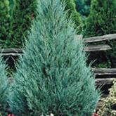 Juniperus Scopulorum Wichita Blue Juniperus Scopulorum Wichita Blue