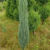 Juniperus Scopulorum Blue Arrow Juniperus Scopulorum Blue Arrow
