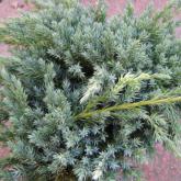 Juniperus Squamat Blue Carpet Juniperus Squamat Blue Carpet
