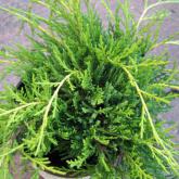 Juniperus Pfitzeriana Old Gold Juniperus Pfitzeriana Old Gold