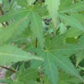 Orange Dream