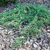 Juniperus Horizontalis Bar Harbor Juniperus Horizontalis Bar Harbor