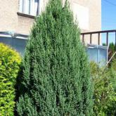 Juniperus Chinensis Stricta Juniperus Chinensis Stricta