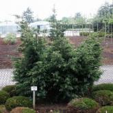 Juniperus Chinensis Blue Alps Juniperus Chinensis Blue Alps