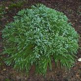 Cryptomeria Japonica Globosa Nana Cryptomeria Japonica Globosa Nana