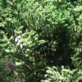 Cryptomeria Japonica BandaÏ Sugi Cryptomeria Japonica BandaÏ Sugi