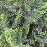 Chamaecyparis Obtusa Nana Gracilis Chamaecyparis Obtusa Nana Gracilis