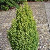 Chamaecyparis L. Ellwood's Gold Chamaecyparis L. Ellwood's Gold