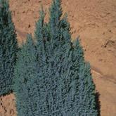 Chamaecyparis Lawsoniana Ellwoodii Chamaecyparis Lawsoniana Ellwoodii