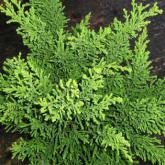 Chamaecyparis Obtusa Draht Chamaecyparis Obtusa Draht
