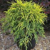 Chamaecyparis Pis. Filifera Aurea Chamaecyparis Pis. Filifera Aurea