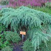 Cedrus Deodara Feeling Blue Cedrus Deodara Feeling Blue