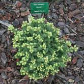 Abies Balsamea Piccolo Abies Balsamea Piccolo