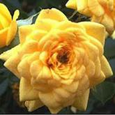 Bijou d'or