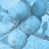 Ferbleue Ferbleue