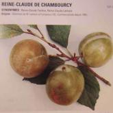 Reine Claude de Chambourcy Reine Claude de Chambourcy