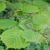 Corylus Avellana Corylus Avellana