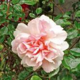 Leontine Gervais Leontine Gervais