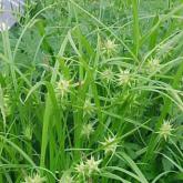 Carex Grayi Carex Grayi