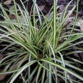 Carex Morrowii Variegata Carex Morrowii Variegata