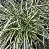 Carex Oshimensis Ever Gold Carex Oshimensis Ever Gold