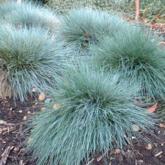 Festuca Glauca Festuca Glauca
