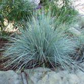 Helictrotrichon Sempervirens Helictrotrichon Sempervirens