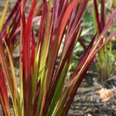Imperata Cylindrica Red Baron Imperata Cylindrica Red Baron