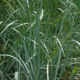 Leymus Arenarius Leymus Arenarius
