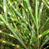 Miscanthus Sinensis Zebrinus Miscanthus Sinensis Zebrinus