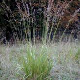 Molinia Arundinacea Molinia Arundinacea