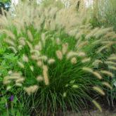 Pennisetum Alopecuroides Pennisetum Alopecuroides