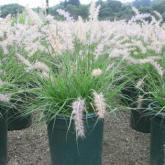 Pennisetum Orientale Pennisetum Orientale