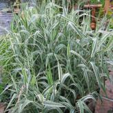 Phalaris Arundinacea Picta Phalaris Arundinacea Picta