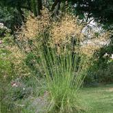 Stipa Gigantea Stipa Gigantea