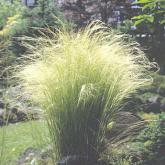 Stipa Tenuifolia Stipa Tenuifolia