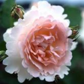 Plume D'Ange